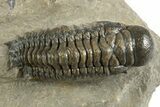 Detailed Crotalocephalina Trilobite - Atchana, Morocco #323588-1